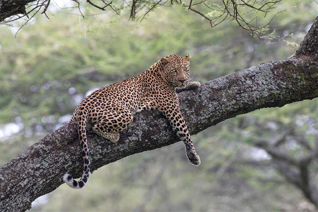 leopard-sere