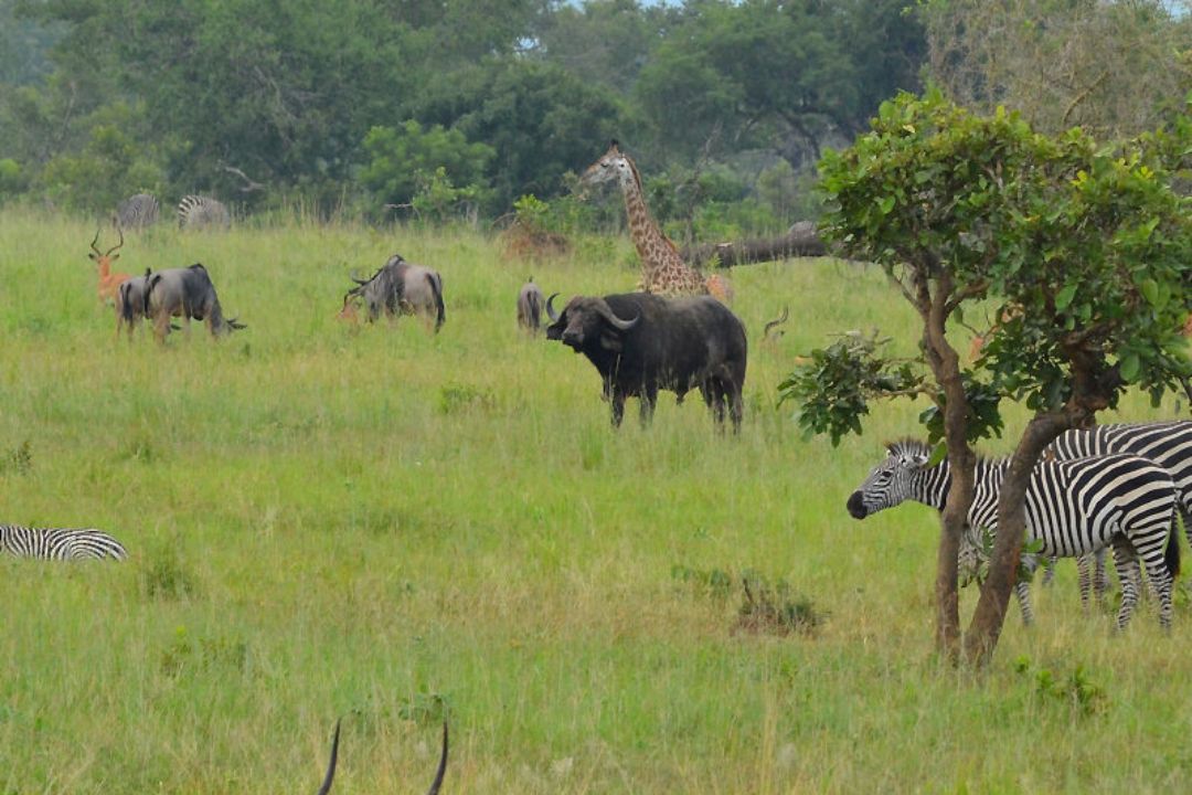 Animal (1)