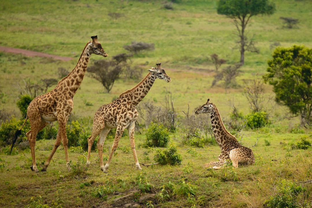 Animal (12)