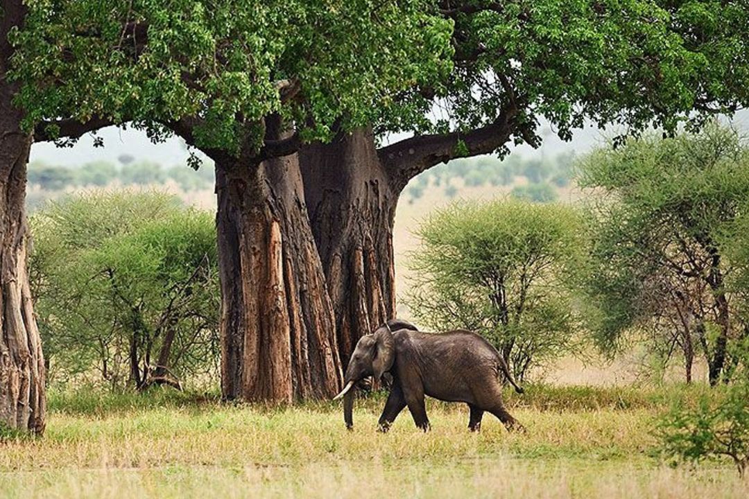 Animal (16)