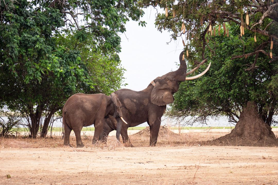 Animal (5)