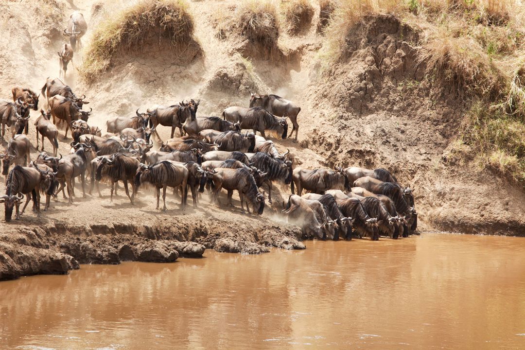 Serengeti