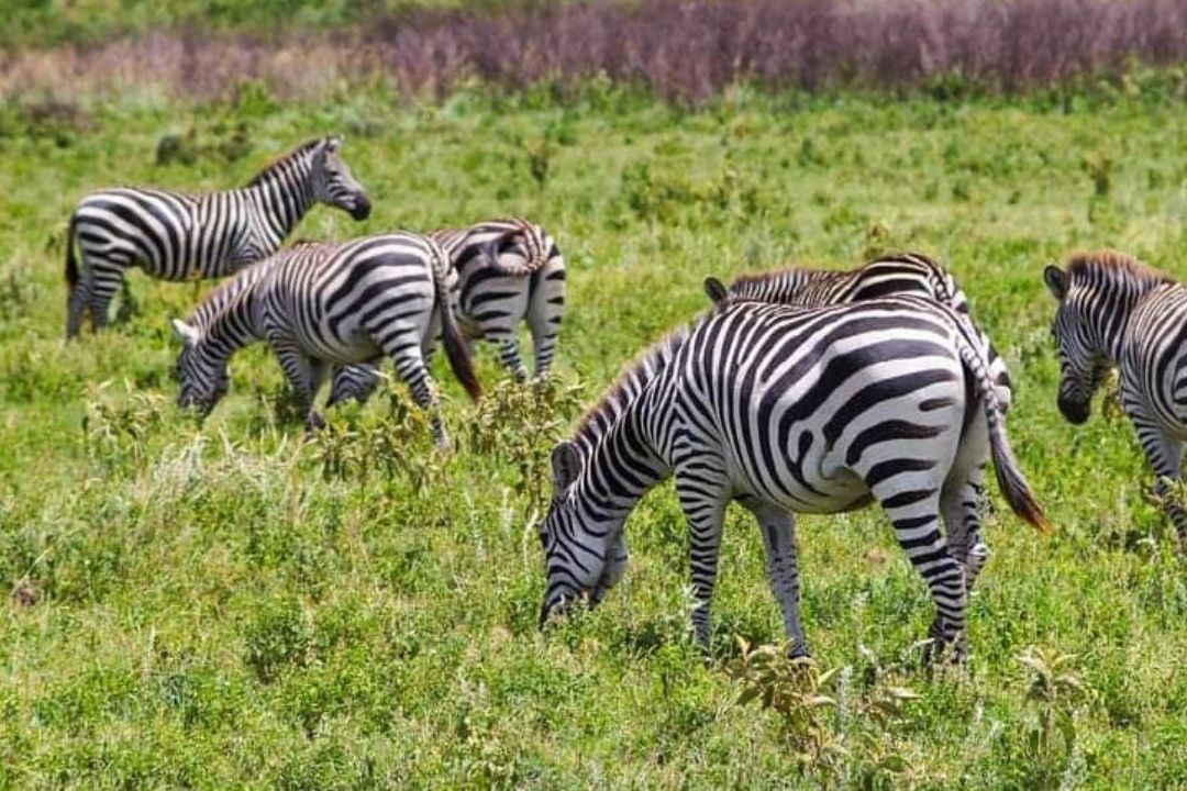 Animal (9)