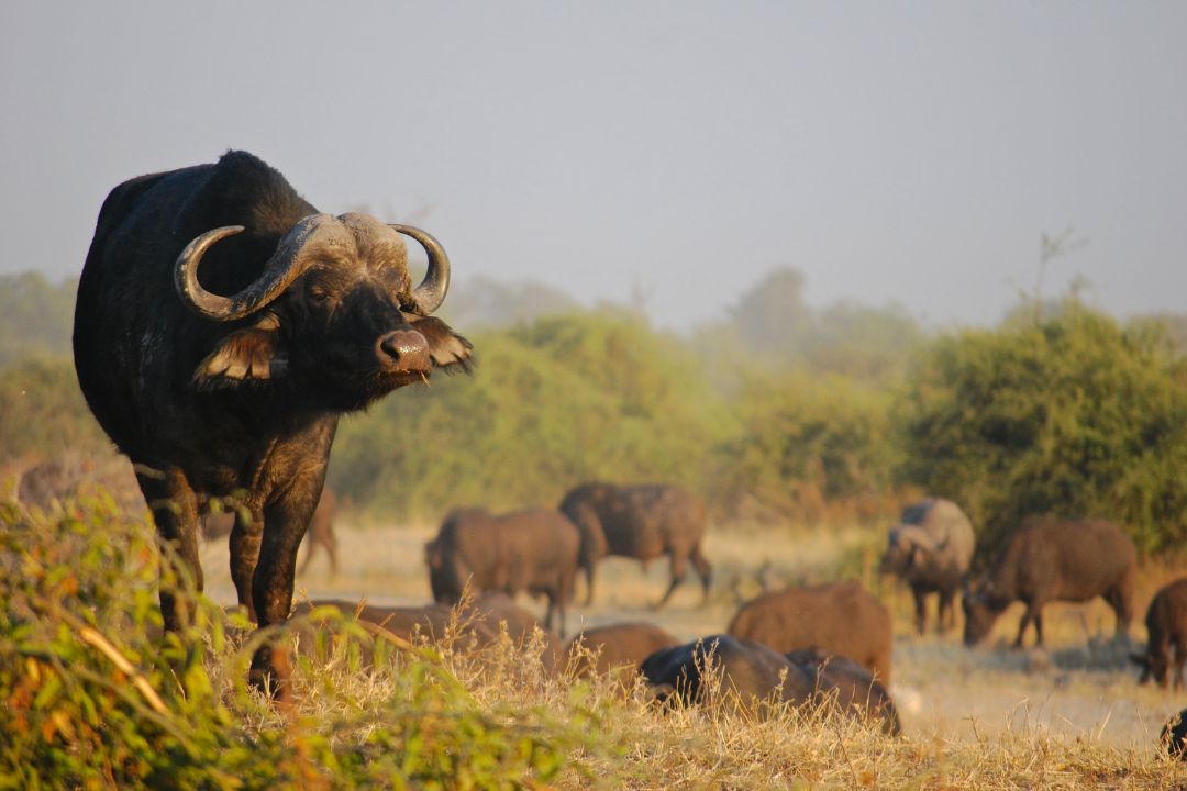 Arusha National Park (2)