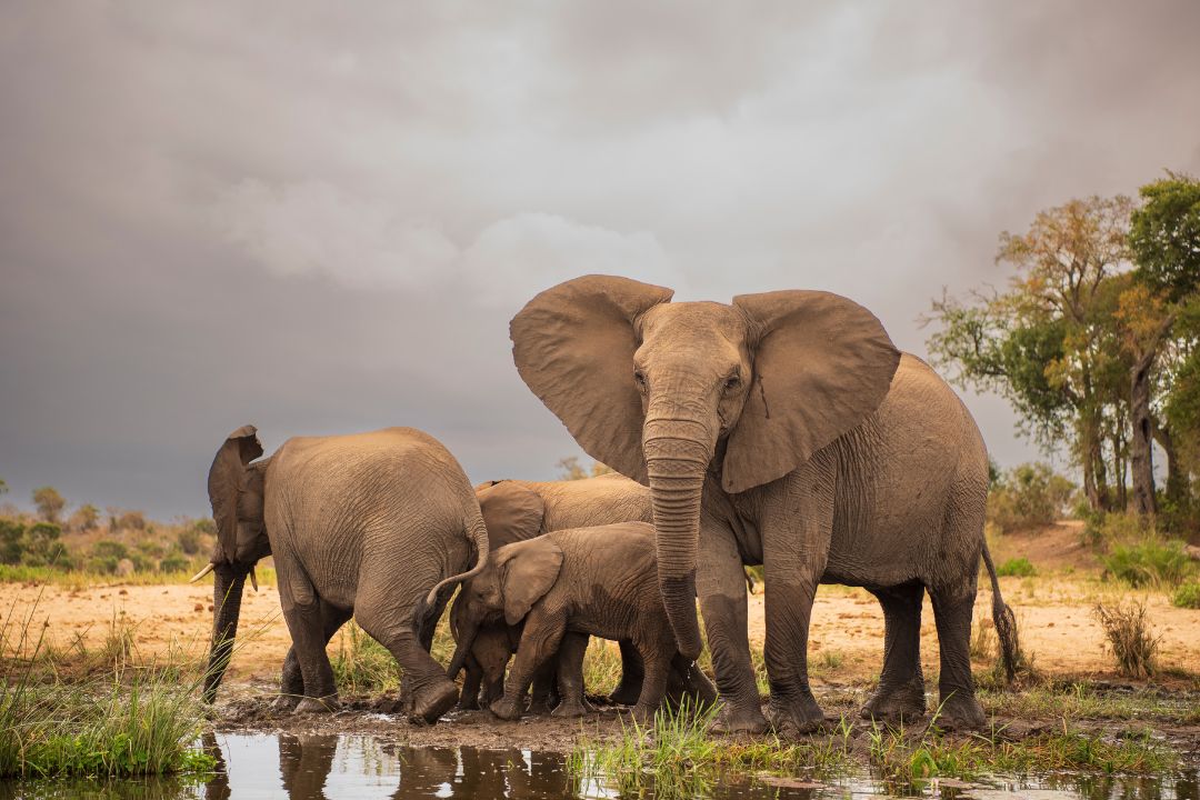 Tarangire Np