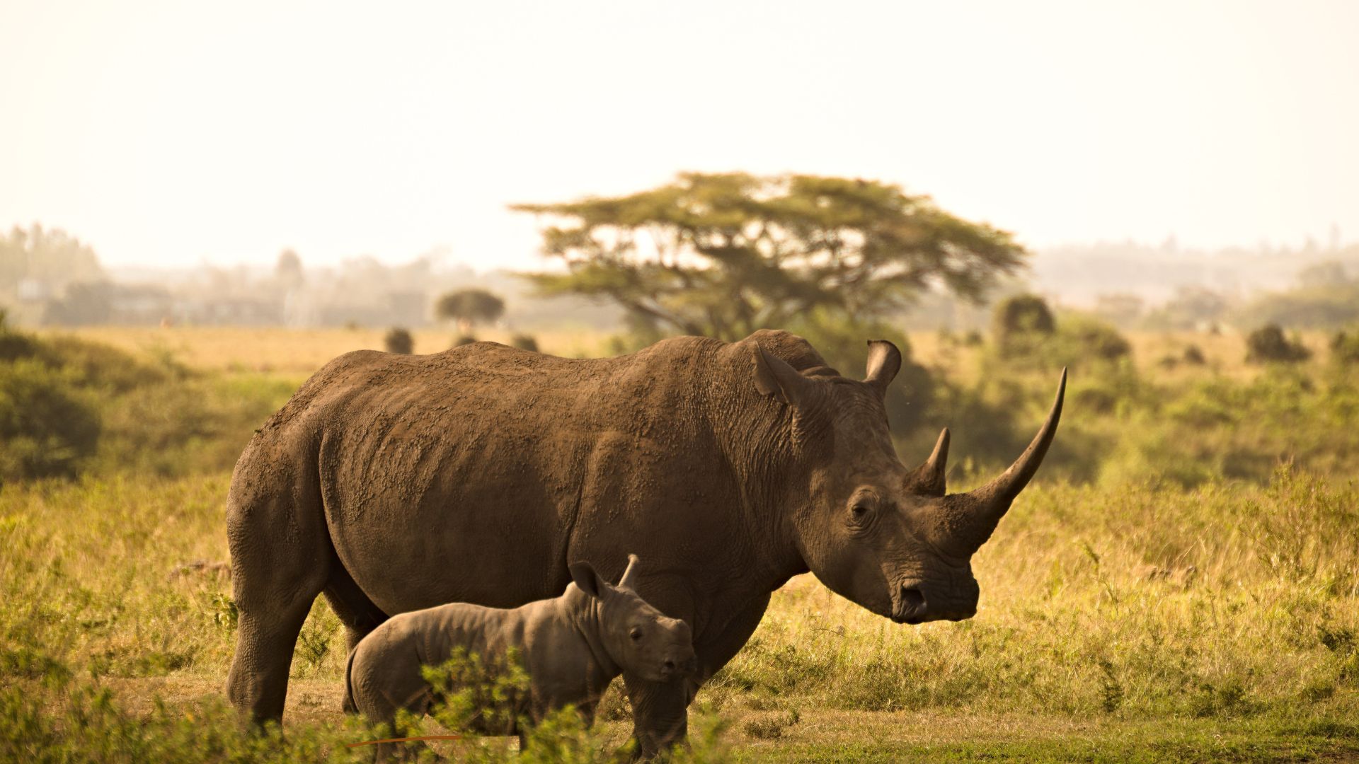 Ngorongoro Crater