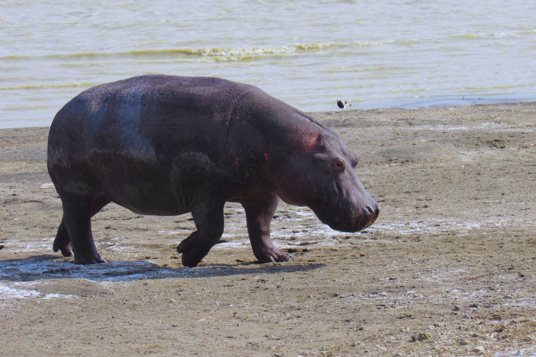 Mikumi National Park