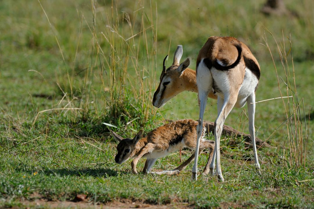 Saadani National Park
