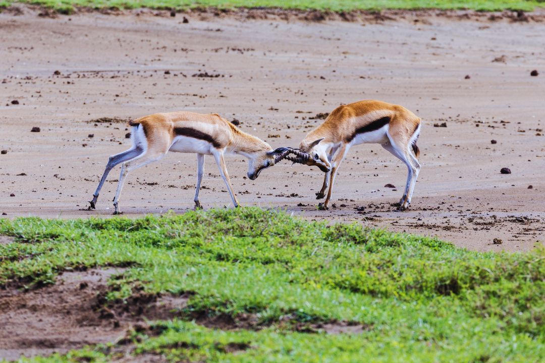 Mikumi National Park