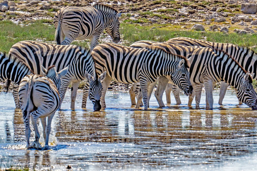 Mikumi National Park