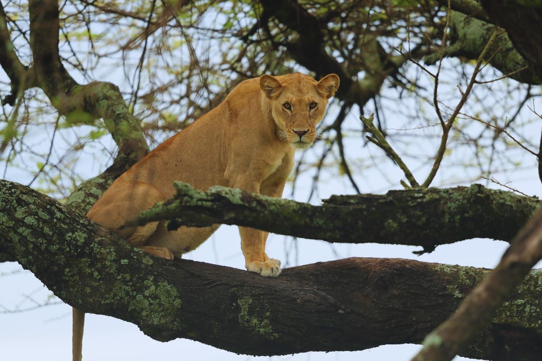manyara
