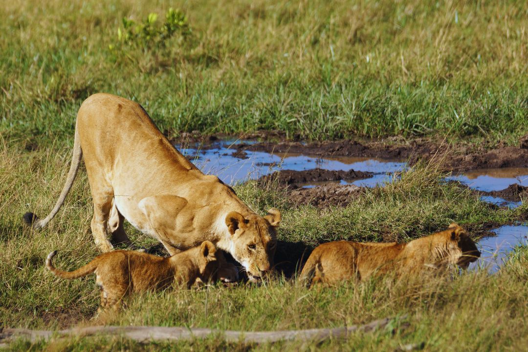 Serengeti