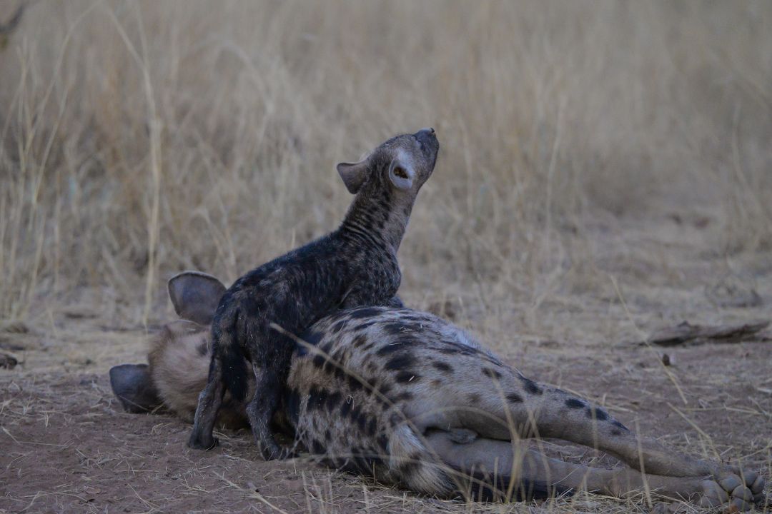 hyena