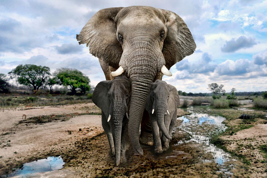 Selous Game Reserve