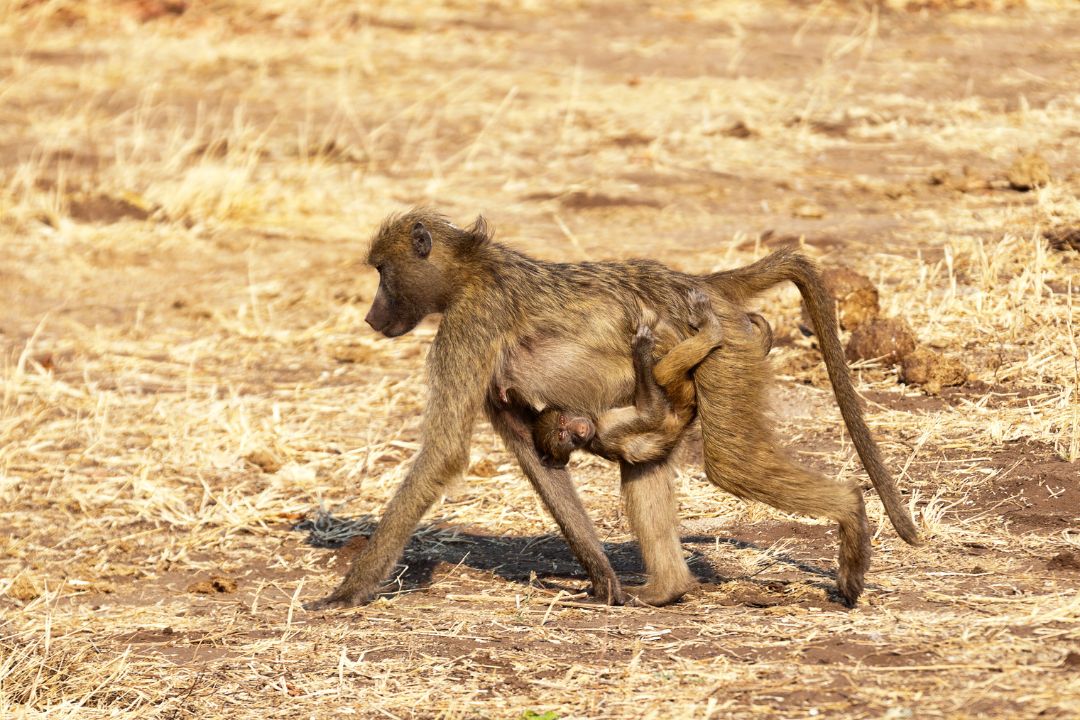 lake manyara (5)