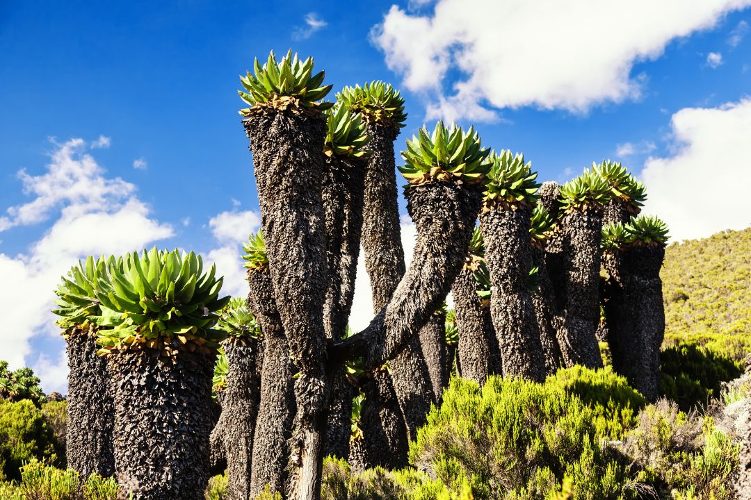 mt kilimanjaro