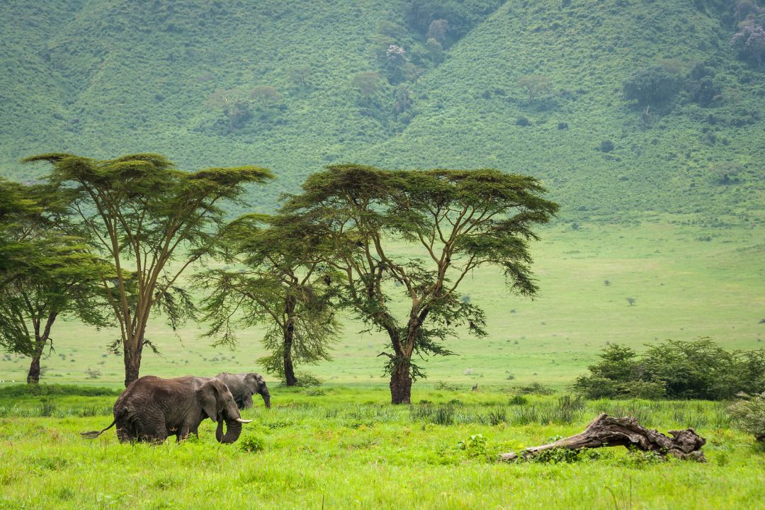 ngorongoro
