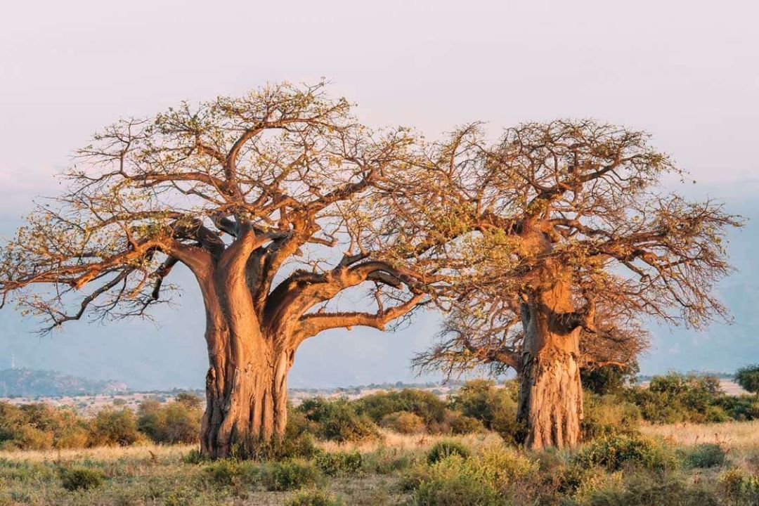 tarangire river (1)
