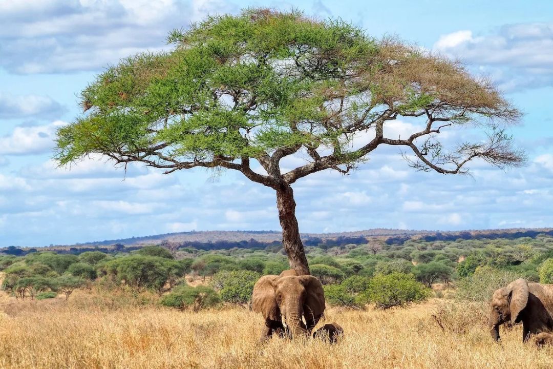tarangire river (3)